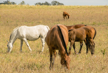 Obraz na płótnie Canvas The Horses in the farm.