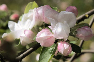 Fototapeta na wymiar Apple blossom in Swiss village of Berschis