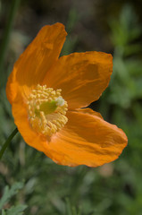 Californian poppy in Swiss cottage garden