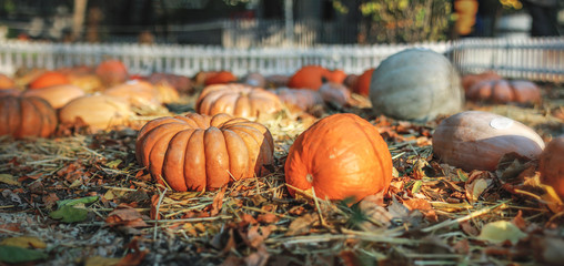 Rustic vintage background with Different pumpkins. Thanksgiving Day concept