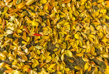 buntes Herbstlaub vom Kirschbaum im Rasen mit einem roten Blatt, colorful autumn leaves from the cherry tree in the lawn with a red leaf