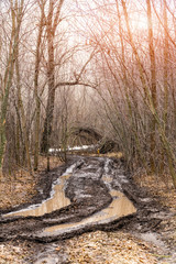 Dirty autumn road in a forest
