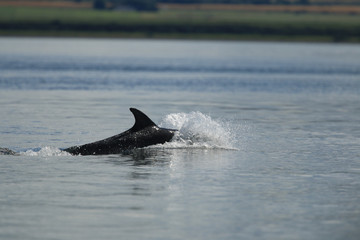 Fototapeta premium Common bottlenose dolphin (Tursiops truncatus), or Atlantic bottlenose dolphin, foraging for salmon at high tide, Cromarty point, Scottish Highlands, United Kingdom