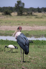 marabou stork kenya