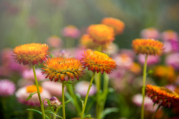 Colorful flowers bloom in the garden with beautiful colors.,Nature in the summer with outdoor gardens.