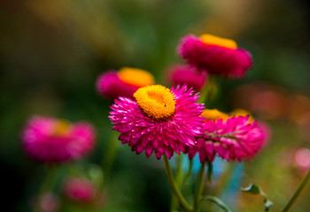 Colorful flowers bloom in the garden with beautiful colors.,Nature in the summer with outdoor gardens.
