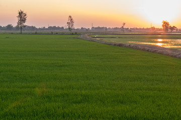 Green rice field with orange light from sunset.