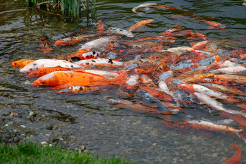 Koi Fische im Teich