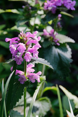 Großblütiger Ziest (Stachys grandiflora)