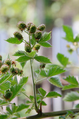 Himbeere (Rubus idaeus)  Pflanze mit Früchten