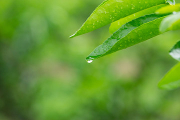 Lime Farm Morning Dew