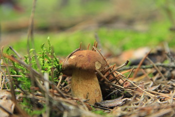 grzyb © studioeurekatk