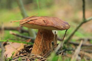 grzyb © studioeurekatk