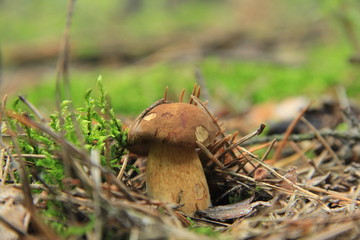 grzyb © studioeurekatk