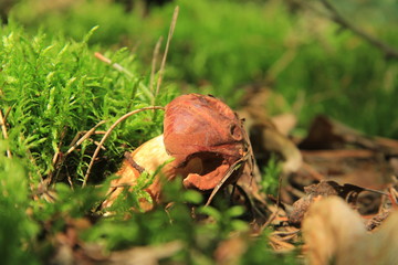 grzyb © studioeurekatk