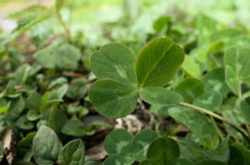 Fototapeta na wymiar Four-leaved clover in Swiss meadow
