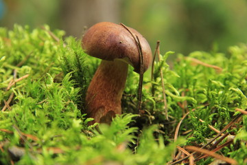 grzyb © studioeurekatk