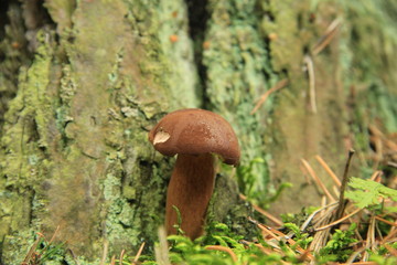 grzyb © studioeurekatk