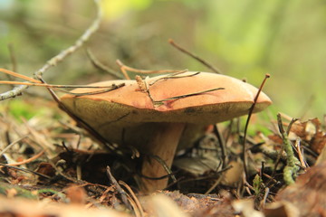 grzyb © studioeurekatk