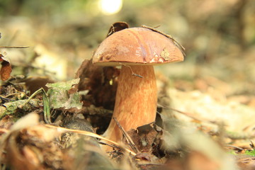 grzyb © studioeurekatk