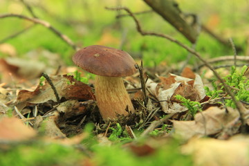 grzyb © studioeurekatk