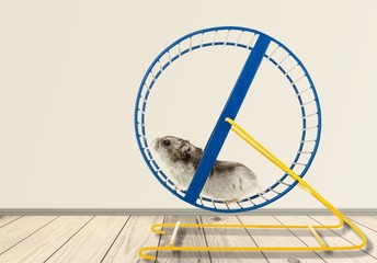 Hamster running in circle on wooden table