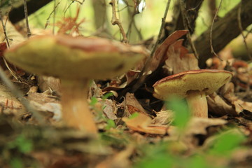 grzyb © studioeurekatk