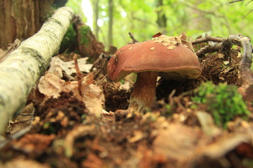 grzyb © studioeurekatk