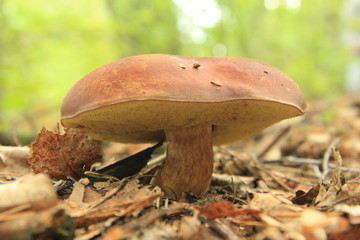 grzyb © studioeurekatk