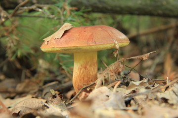 grzyb © studioeurekatk