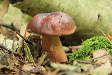 grzyb © studioeurekatk