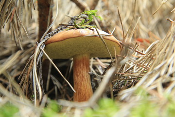 grzyb © studioeurekatk