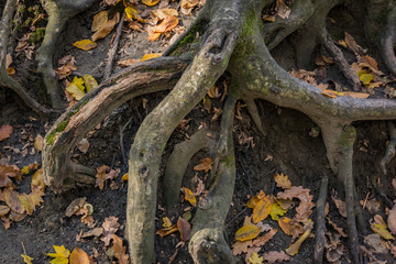 Large old tree roots with fallen autumn leaves in a magical forest. Warm autumn day. Nature concept for design