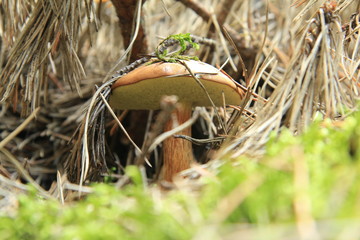 grzyb © studioeurekatk