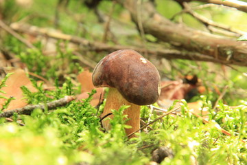 grzyb © studioeurekatk