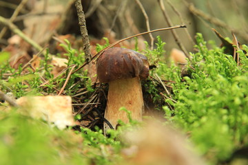 grzyb © studioeurekatk