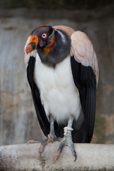 King Vulture