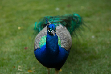 Fototapeta premium Peacock