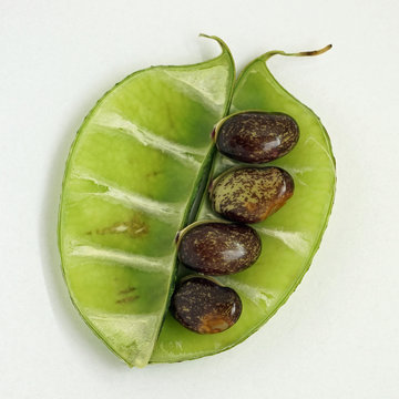 Dolique graines (1)