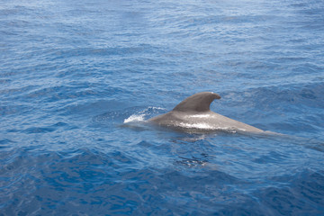 Fototapeta premium Short-finned pilot whale (Globicephala macrorhynchus) resting and recuperating on surface of water, coast of Lanzarote, Spain