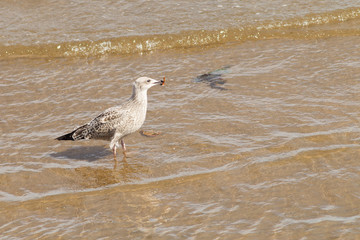 Young Lesser black-backed gull (Larus fuscus)) with crab