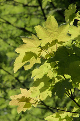 Fototapeta na wymiar Fresh Maple Foliage on the Flumserberg, Swiss Alps
