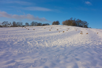 Fototapeta na wymiar Sheep on a snow covered hillside