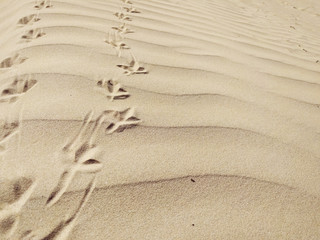 Fototapeta na wymiar Sand patterns.