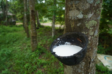 Rubber tree garden in south of Thailand