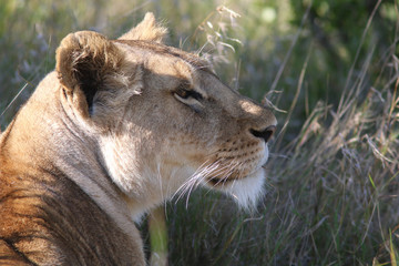 Lioness Profile
