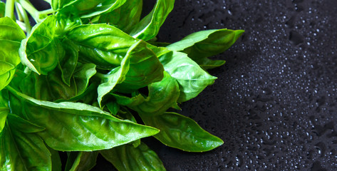 Fresh varieties of aromatic herbs spice parsley, dill on a dark background, food background, the idea of organic food and super food. A long banner