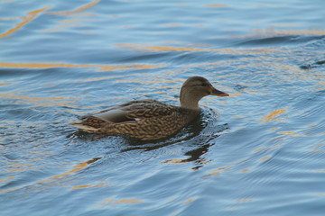 duck in the water