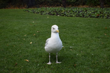 seagull on the grass