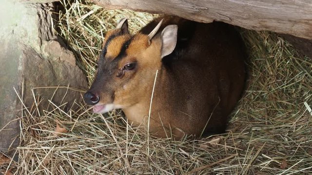 Reeves muntjac (Muntiacus reevesi)